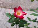 Cocktail rose photo