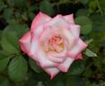 Vernon Rickard rose photo