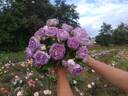 Blue Tango rose photo