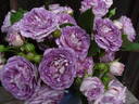 Blue Tango rose photo