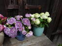 Blue Tango rose photo