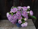 Blue Tango rose photo