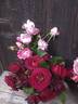 Amarena rose photo