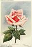 H. Armytage Moore rose photo