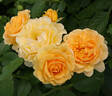 Spotlight rose photo