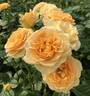 Spotlight rose photo
