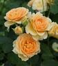 Spotlight rose photo