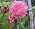 Emera rose photo