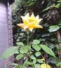 Disting'o Orange rose photo