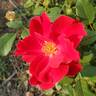Zeelandia rose photo