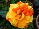 Oranges 'n' Lemons ™ rose photo
