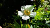 Emodi peony photo