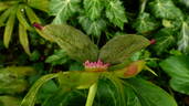 Emodi peony photo