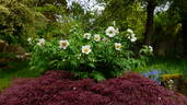 Emodi peony photo