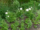 Cheddar Supreme peony photo