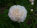 Cheddar Supreme peony photo