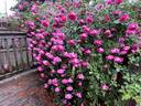 Climbing American Beauty rose photo