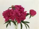 Крейсер Аврора peony photo