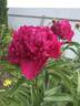 Крейсер Аврора peony photo