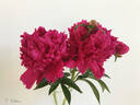 Крейсер Аврора peony photo