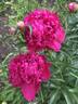 Крейсер Аврора peony photo