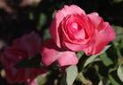 Agéna ® rose photo