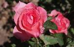 Agéna ® rose photo