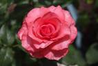 Corvette ™ rose photo