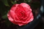 Corvette ™ rose photo