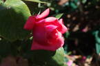 Aztec rose photo