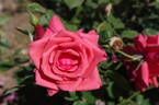 Aztec rose photo