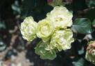 Green with Envy rose photo