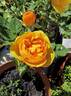 Orange Honey rose photo