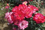 You're My Everything rose photo