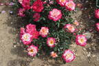 You're My Everything rose photo