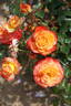 Meteor rose photo