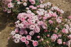 Misty rose photo