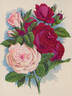 Clio rose photo
