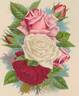 La France rose photo