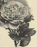 Magna Charta rose photo