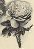 Paul Neyron rose photo
