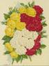 Yellow Rambler rose photo