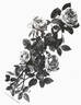 American Belle rose photo