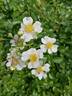 <I>Rosa wichuraiana</I> Crép. synonym rose photo