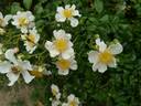 <I>Rosa wichuraiana</I> Crép. synonym rose photo