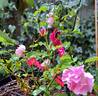 Emera rose photo