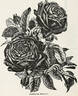 American Beauty rose photo