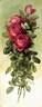 American Beauty rose photo