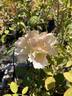Calico rose photo