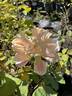 Calico rose photo